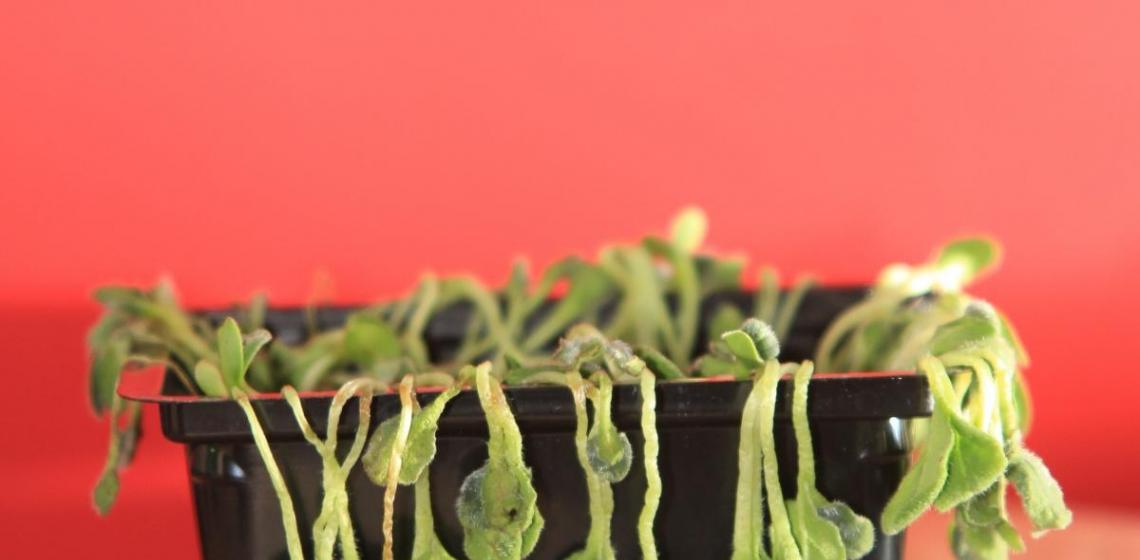 Кресс-салат, выращивание на подоконнике – технология от А до Я Кресс салат выращивание на подоконнике без земли